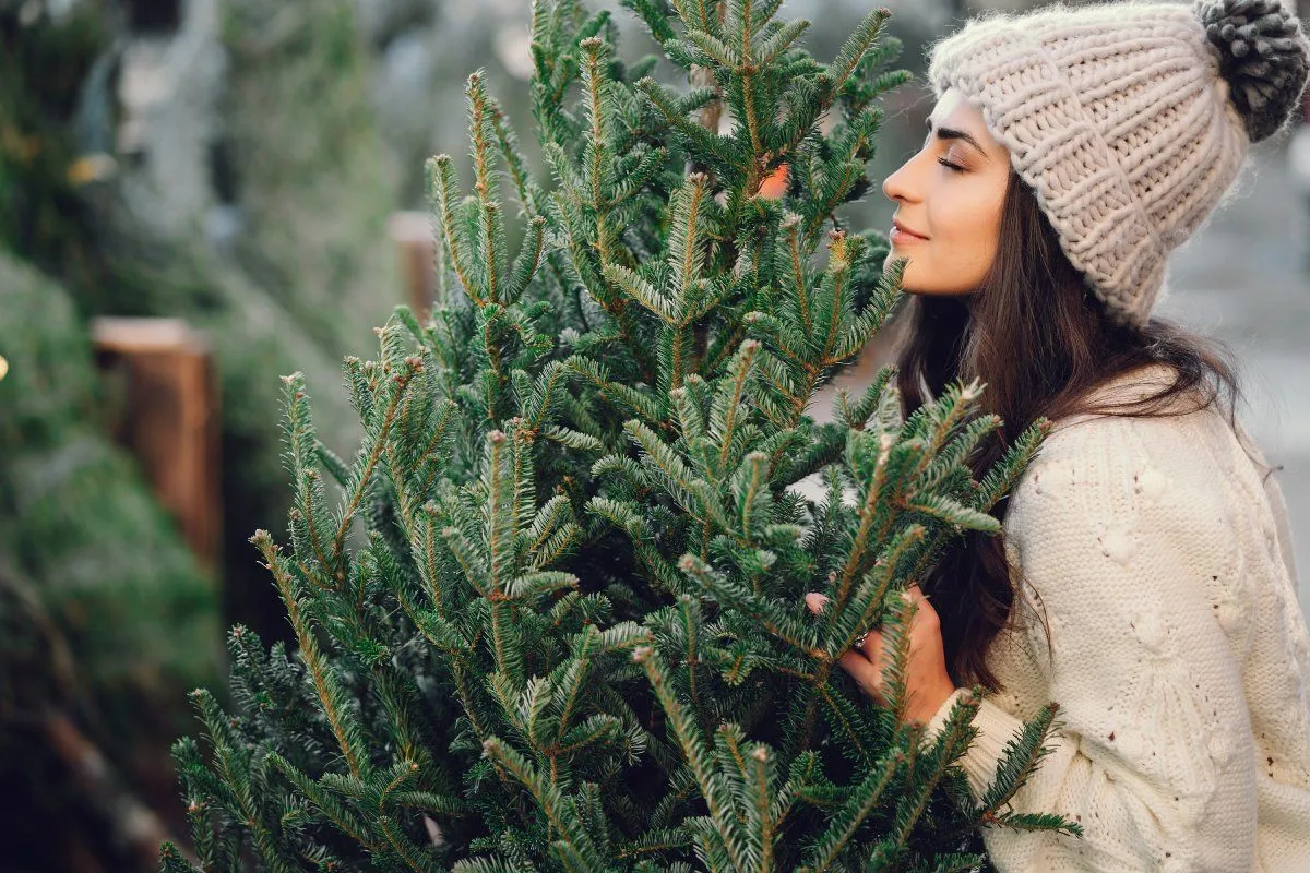 December 1-től indul a fenyőfavásár az IKEÁBAN! / Fotó: Shutterstock