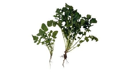 Ruccola