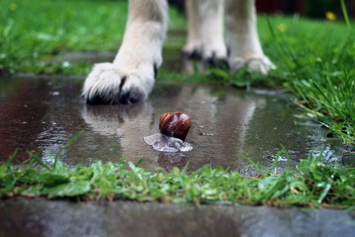 Figyeljünk arra is, hogy a kutyánk ne vegye a szájába a csigákat /Fotó: Shutterstock