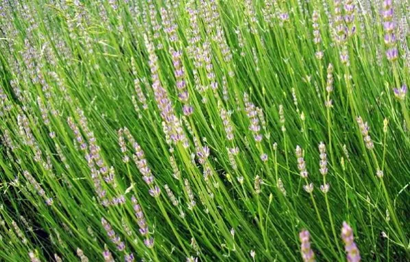 Provence-i hangulatú mező hosszú szárú levendulákkal