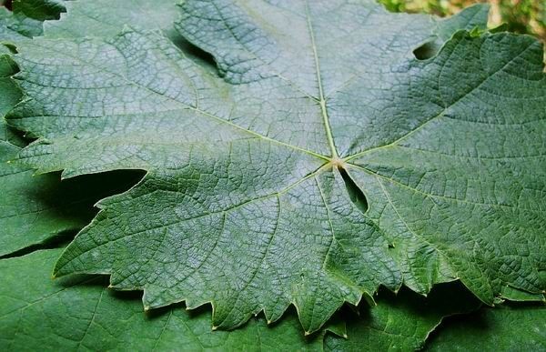 A zsenge és egészséges levelek alkalmasak a töltésre