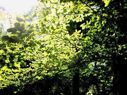 Az arborétum hűvös sétányait árnyékoló fákon selymesen átszűrődő napsugarak