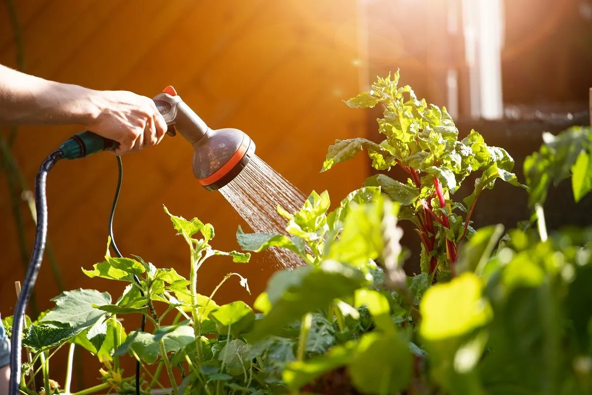 Sokat tudunk spórolni a locsolással is /Fotó: Shutterstock