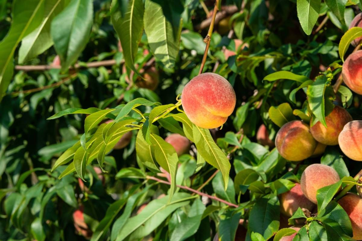 Szép és ízletes gyümölcsöt akkor tudunk majd szüretelni, ha a gyümölcskezdeményeket szükségszerűen megritkítjuk / Fotó: Shutterstock