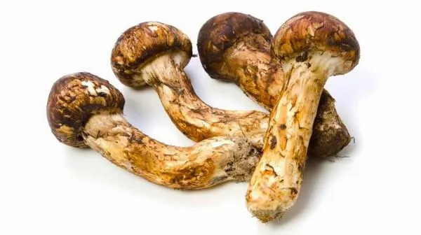 A különleges matsutake gombából készült fogások luxuséttermek kínálatában is feltűnnek