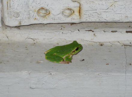 A ház őrzője - a kis béka