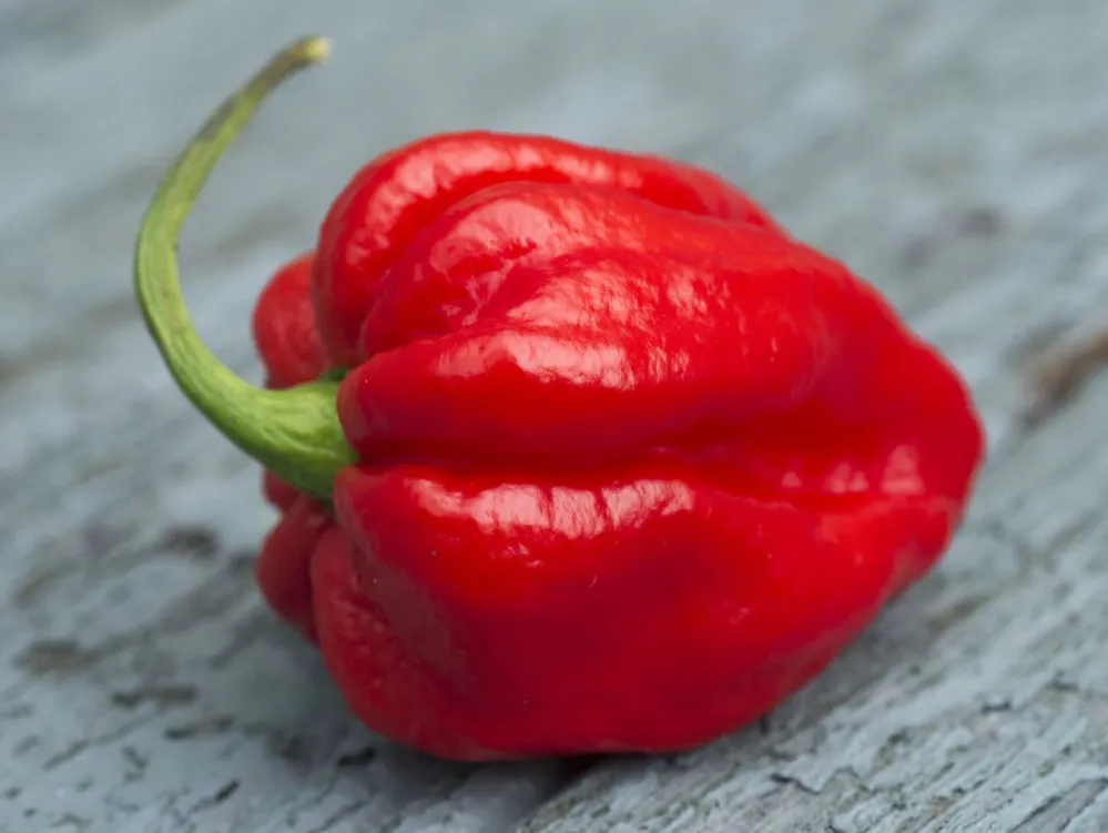 Ő a bűnös: Carolina Reaper