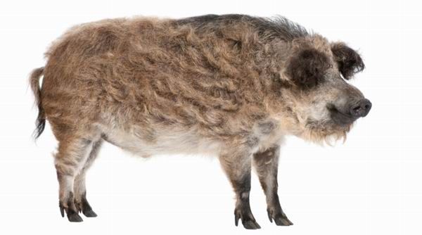 A mangalica egyik jellemzője a hosszú, göndör szőr