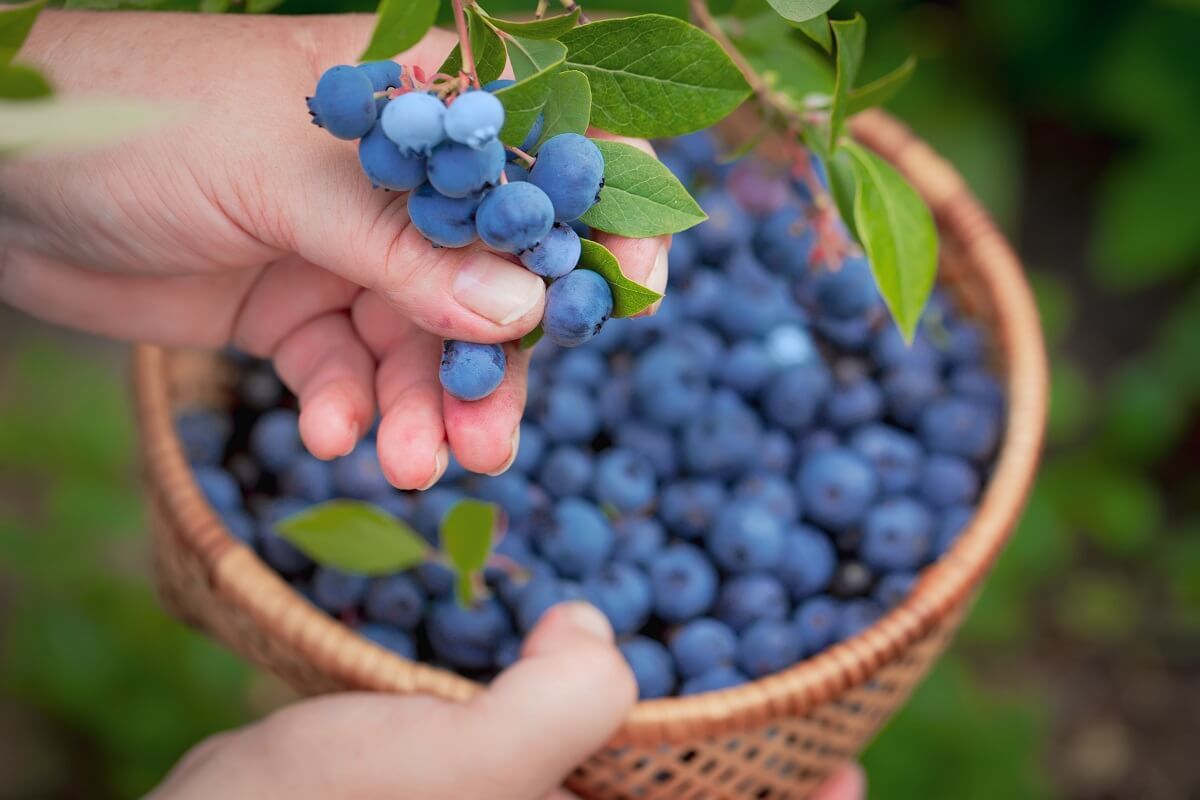 Az áfonyát akár mi magunk is szedhetjük /Fotó: Shutterstock