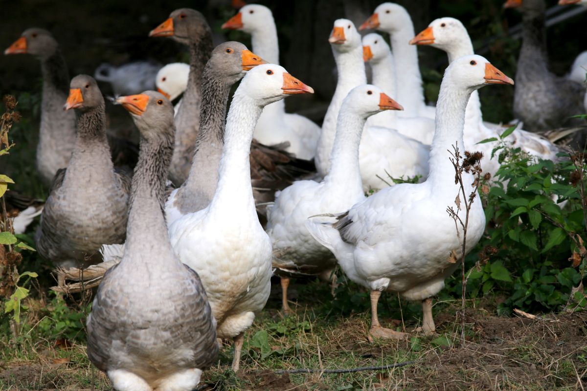 A monda szerint a libák hangos gágogásukkal elárulták Szent Márton rejtekhelyét, ezért büntetésből levágták őket/Fotó: Shutterstock