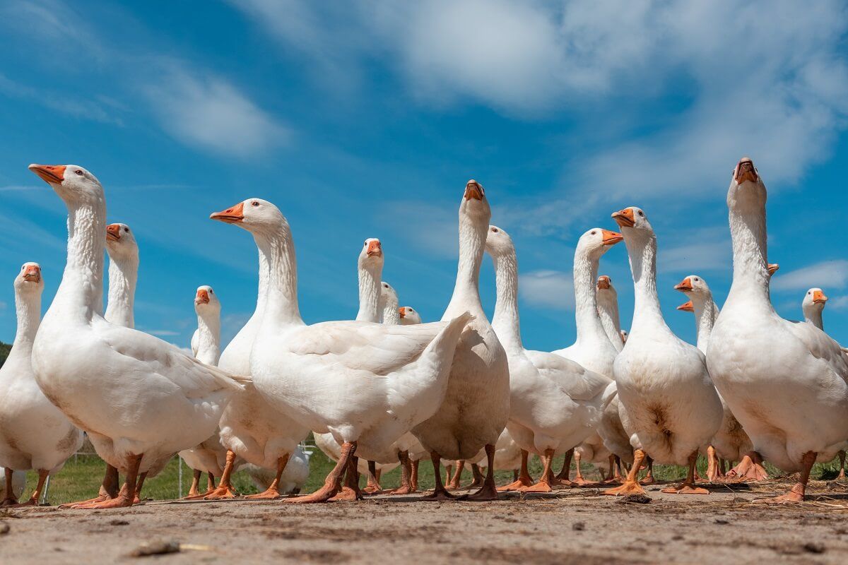 Madárinfluenza tizedeli a hazai szárnyasállományt /Fotó: Shutterstock