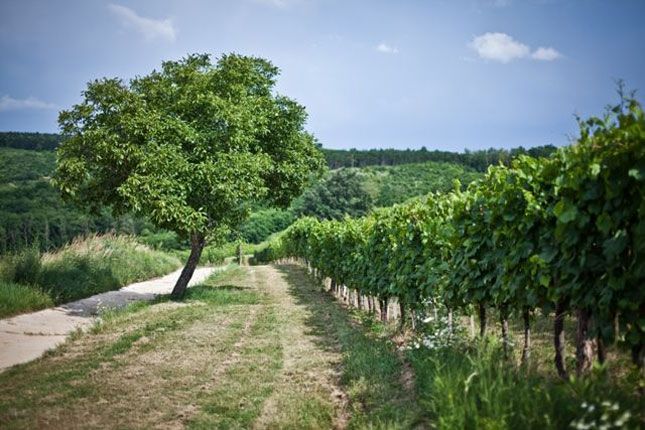 A magas minőségű, modern szekszárdi vörösbor nagy testű, közepes savtartalommal, magas csersav- és alkoholtartalommal rendelkezik