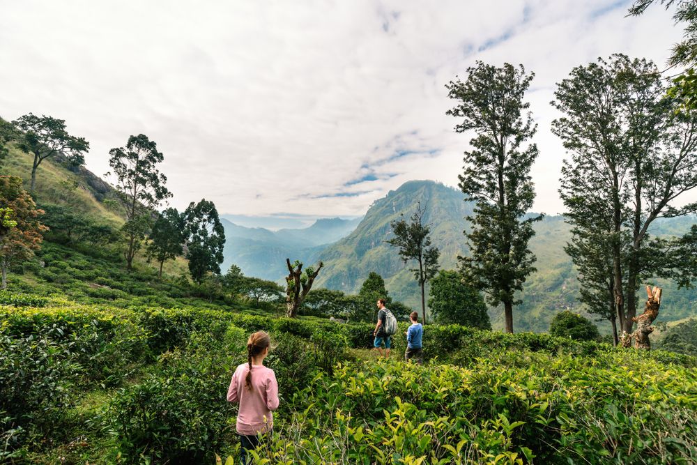 Látványos teaültetvény Sri Lanka tájain