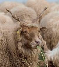 Ő a racka, a pörge szarvú, a subaszőrű