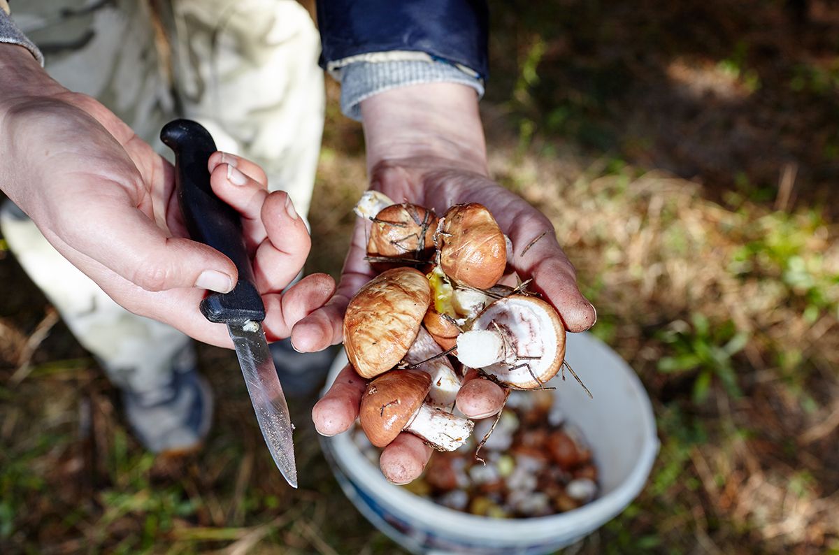 A csapadékos időjárás idén is szerencsét ígér a gombászás szerelmeseinek /Fotó: Shutterstock