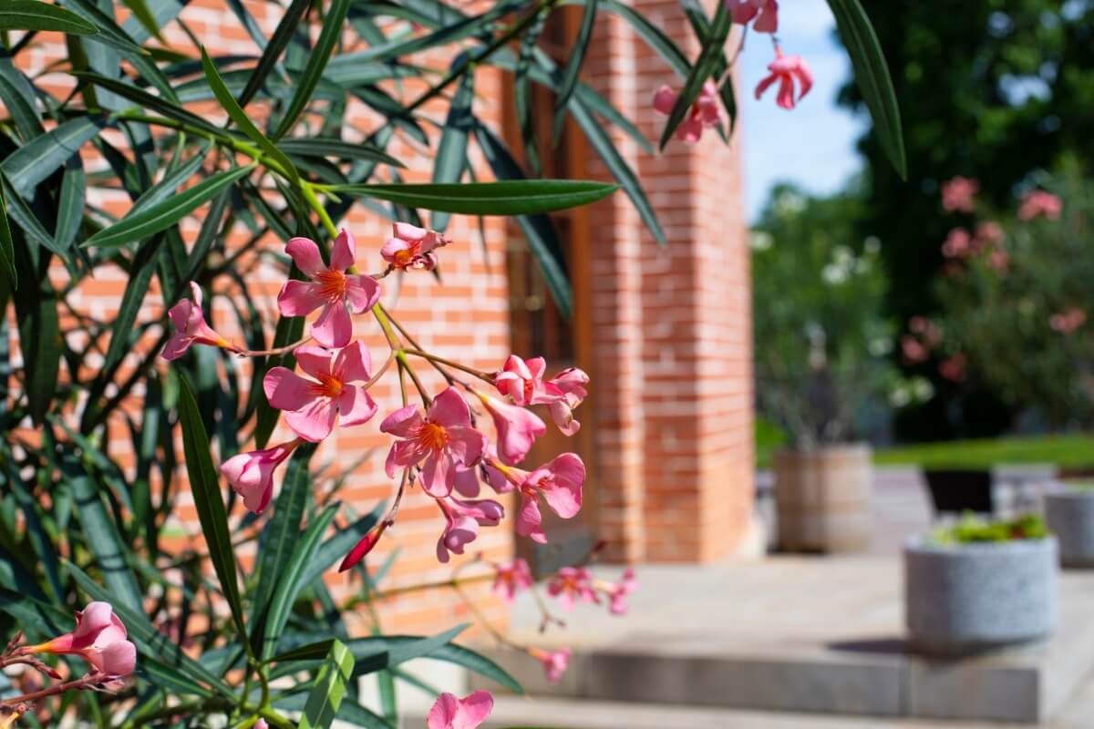 Nemcsak a kertben, a bejárati ajtónál cserépben is jól mutat a leander / Fotó: Shutterstock