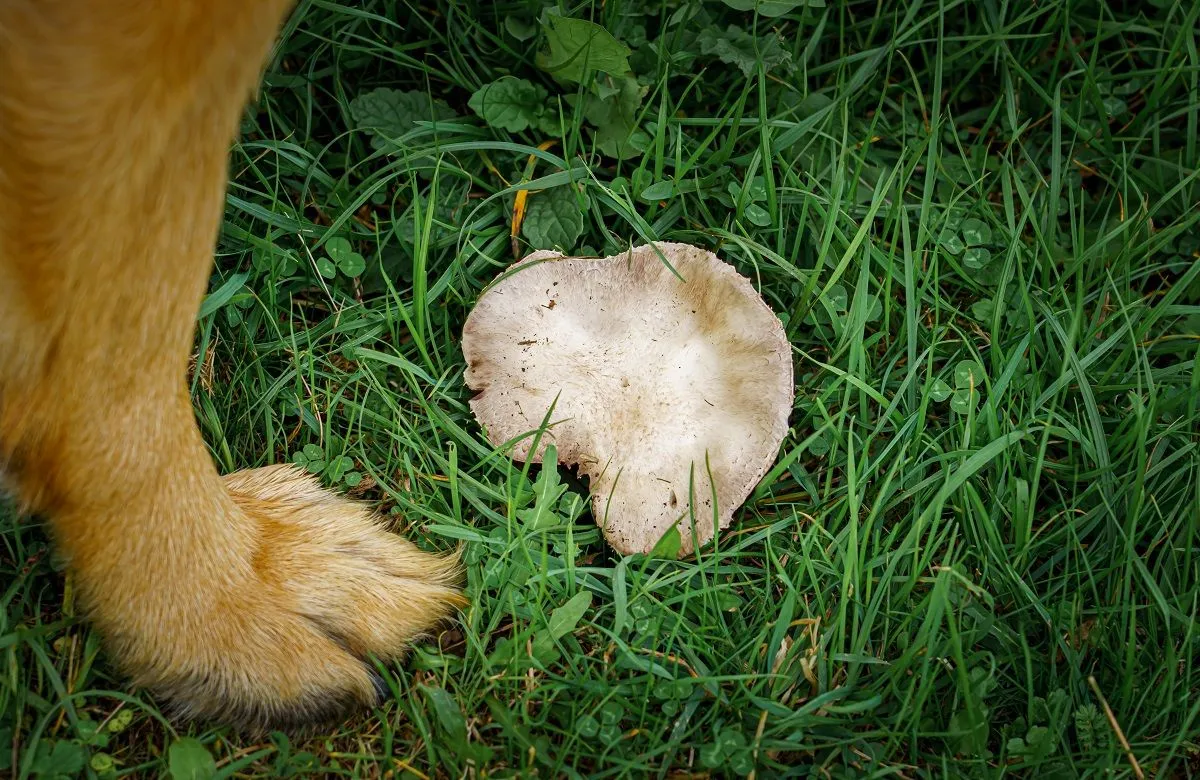 Ne hagyjuk, hogy a kutya egyen a gombából! /Fotó: Shutterstock