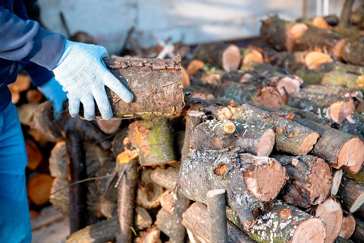 Ezek a lakossági tűzifagyűjtés szabályai /Fotó: Shutterstock