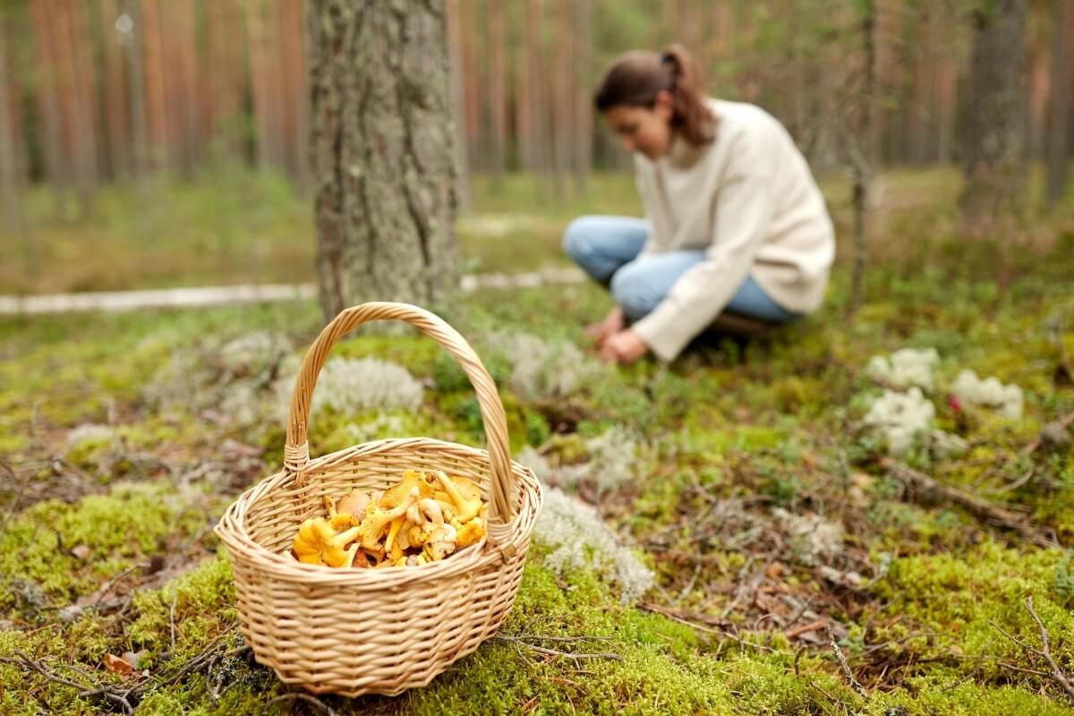 Az őszi erdő sokakat csábít gombászásra / Fotó: Shutterstock