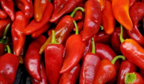 A kápia paprika nemcsak szép, de nagyon finom is