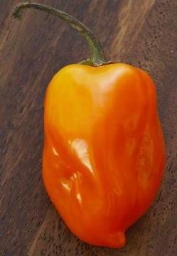 Habanero: a világ legerősebb paprikája