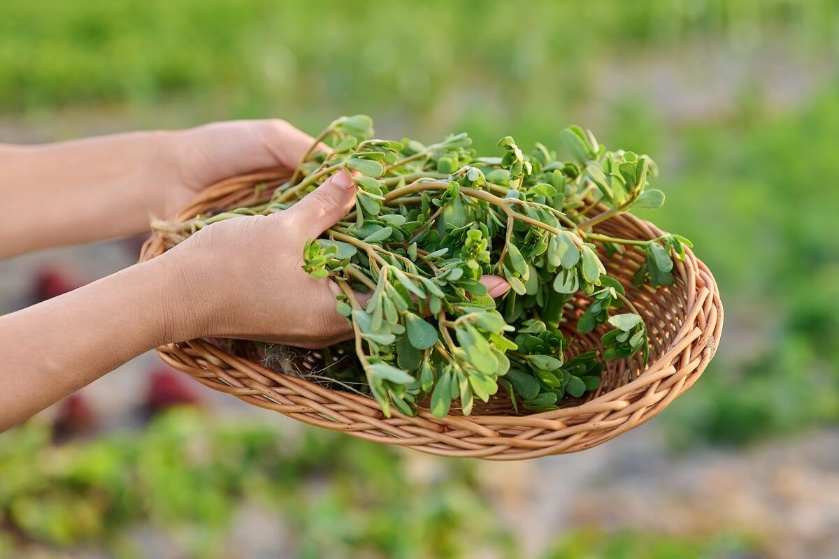 A porcsin számtalan vitamint és ásványi anyagot tartalmaz /Fotó: Shutterstock