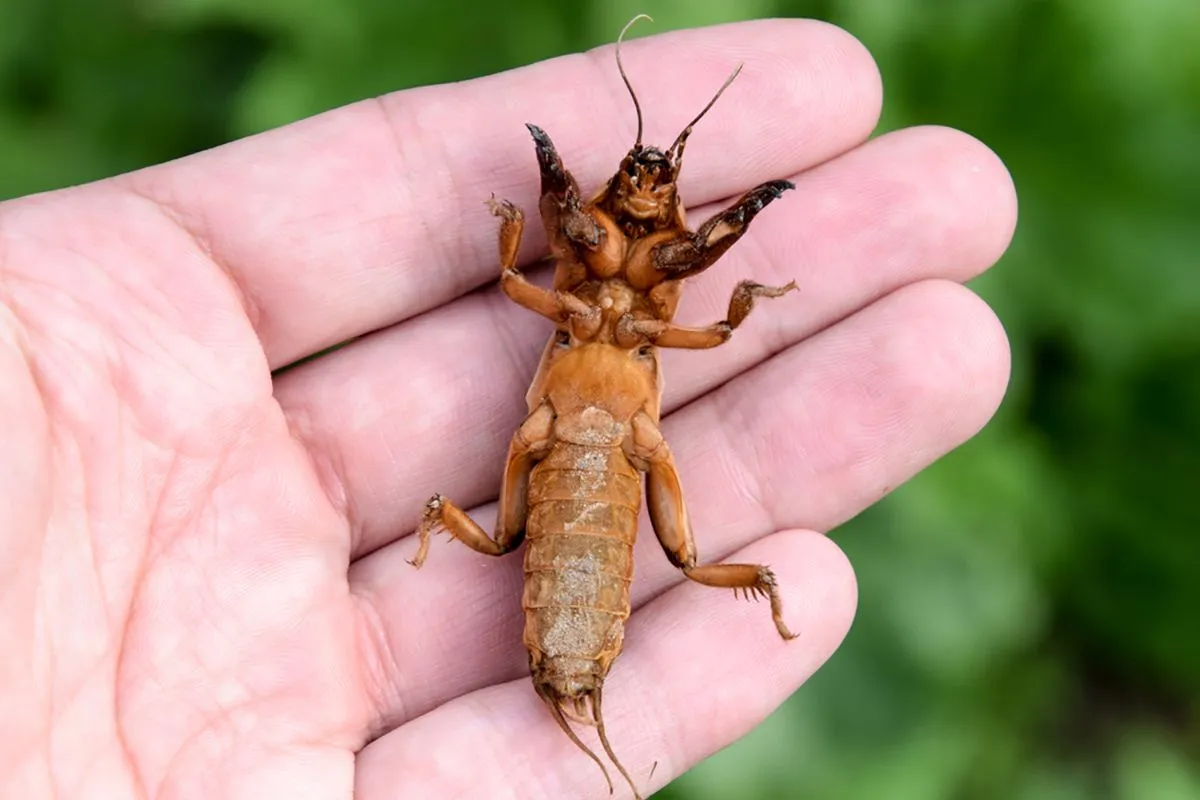 A lótetű sok kárt okozhat a kertünkben /Fotó: Shutterstock