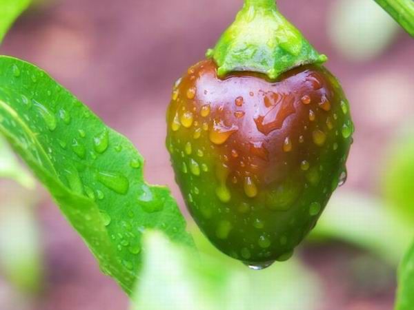 A fűszerpaprika termesztéséhez elengedhetetlen a megfelelő klíma