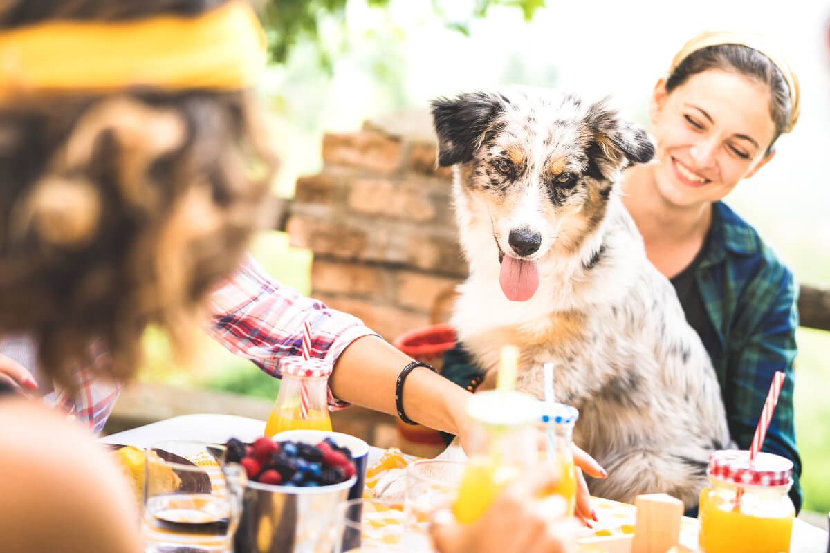 A kutyák szeretik a társaságot, ezért a grillezés alatt sem kell bezárni őket (Shutterstock)