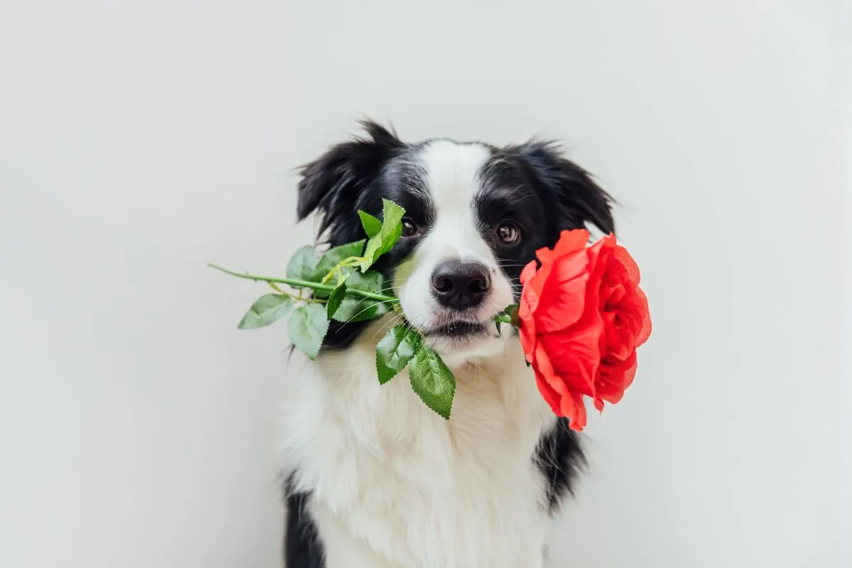 Az állatok is részt vesznek az ünneplésben / Fotó: Shutterstock