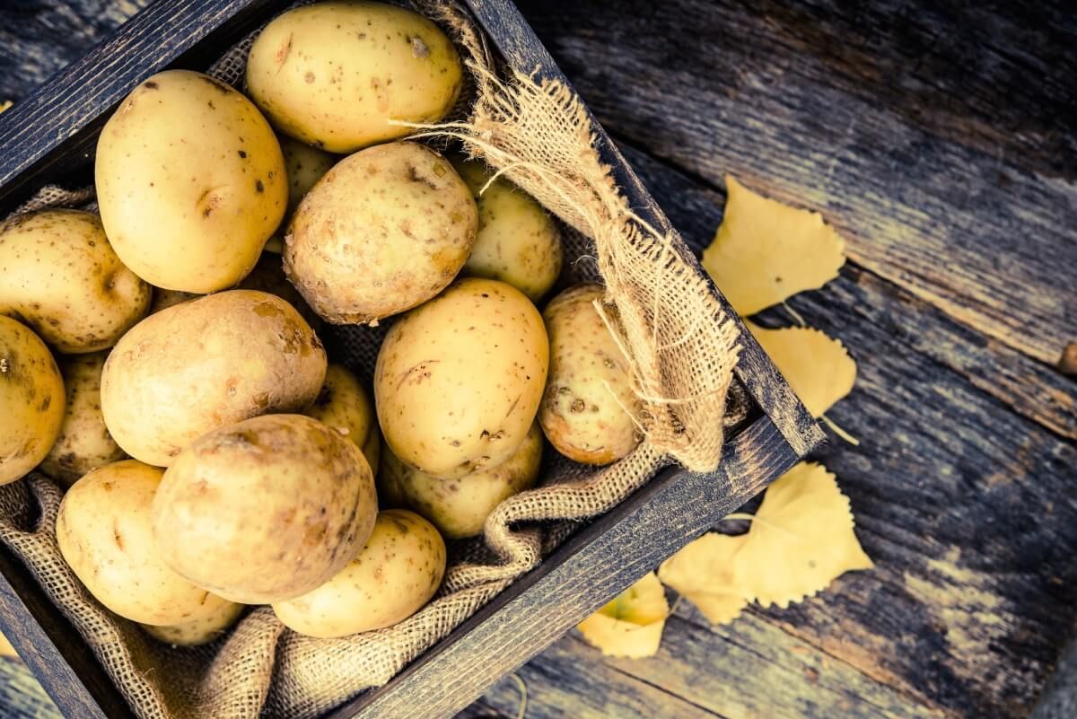 A sárga színű burgonya elsősorban sütésre használható / Fotó: Shutterstock