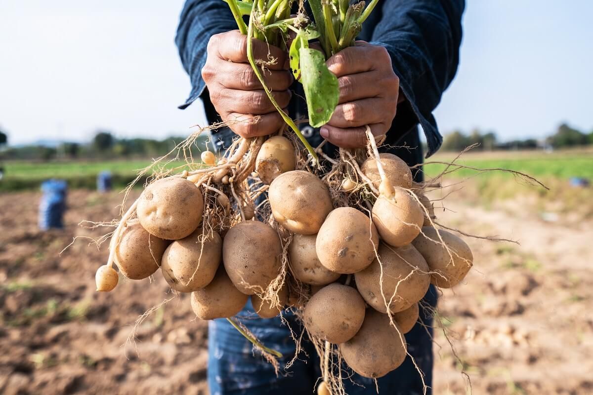 Már januárra elfogyhat a magyar krumpli a boltokból /Fotó: Shutterstock