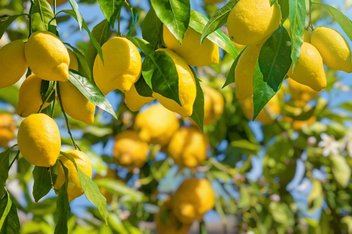 A citromfa nevelése nem könnyű feladat, de kis odafigyeléssel megoldható (Fotó: Shutterstock)