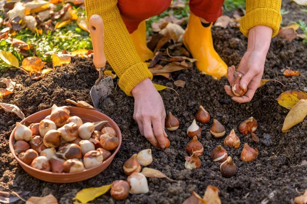 A tavasz egyik legszebb virága a tulipán, hagymáit már novemberben elültethetjük (Fotó: Shutterstock) 