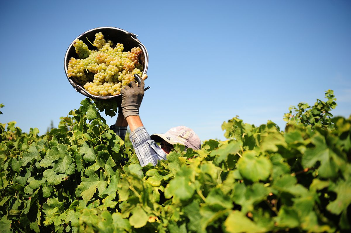 Az ősz ezen időszakában már országszerte szüretelnek (Fotó: Shutterstock)