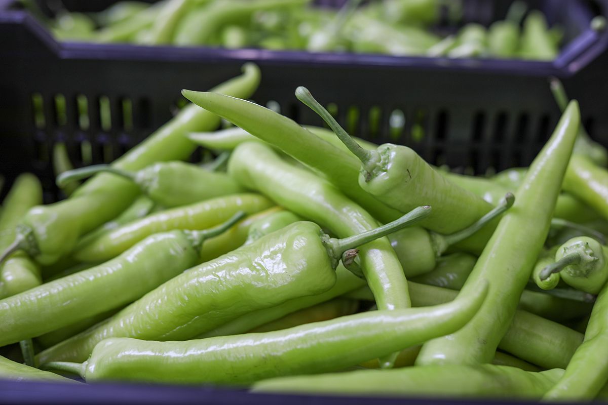 Nemzetközileg is elismert a magyar hegyes-erős paprika