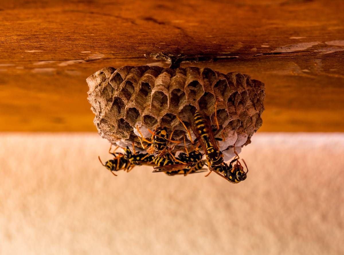 A szemtelen darazsak megkeseríthetik a szabadban töltött időt, ám házi praktikákkal sokat tehetünk annak érdekében, hogy távol tartsuk őket / Fotó: Shutterstock