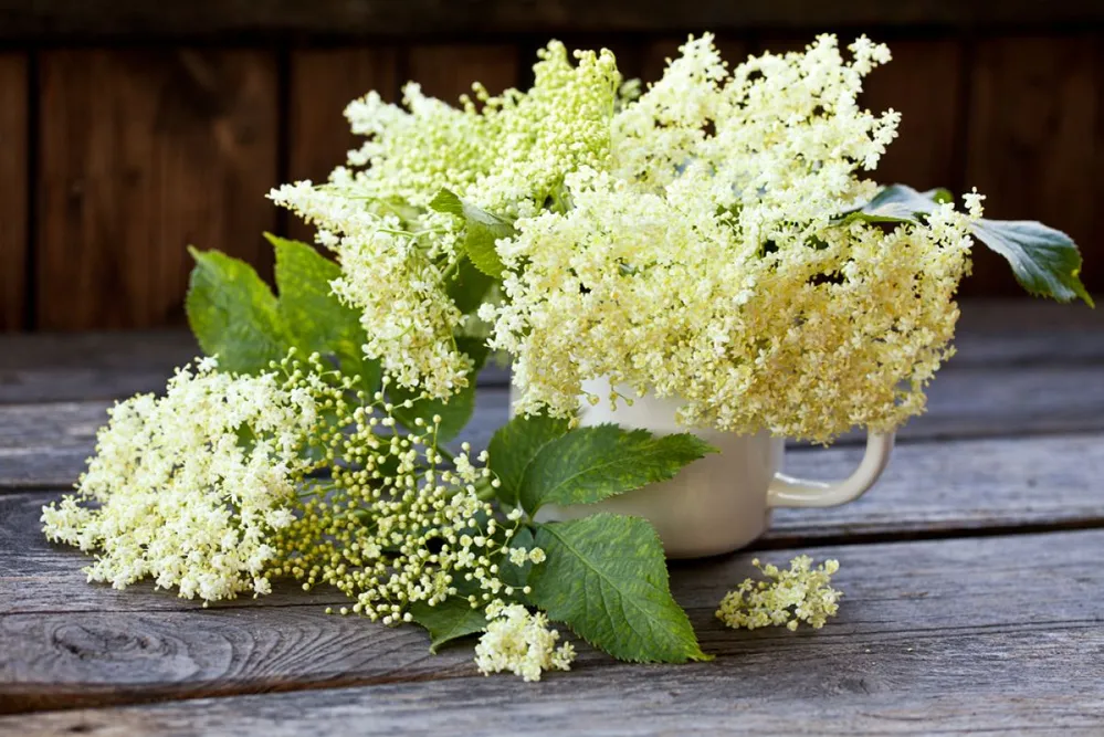 Bodzavirágból immunerősítő tea készülhet, a fáról legendák születtek (Fotó: Shutterstock)