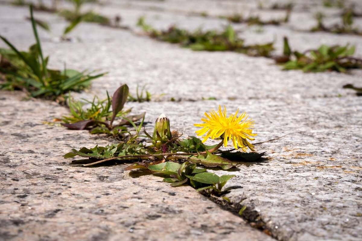 Az ecet a gyomnövényeket is kiírtja /Fotó: Shutterstock