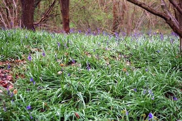 Csengettyűvirágok, avagy blue bells