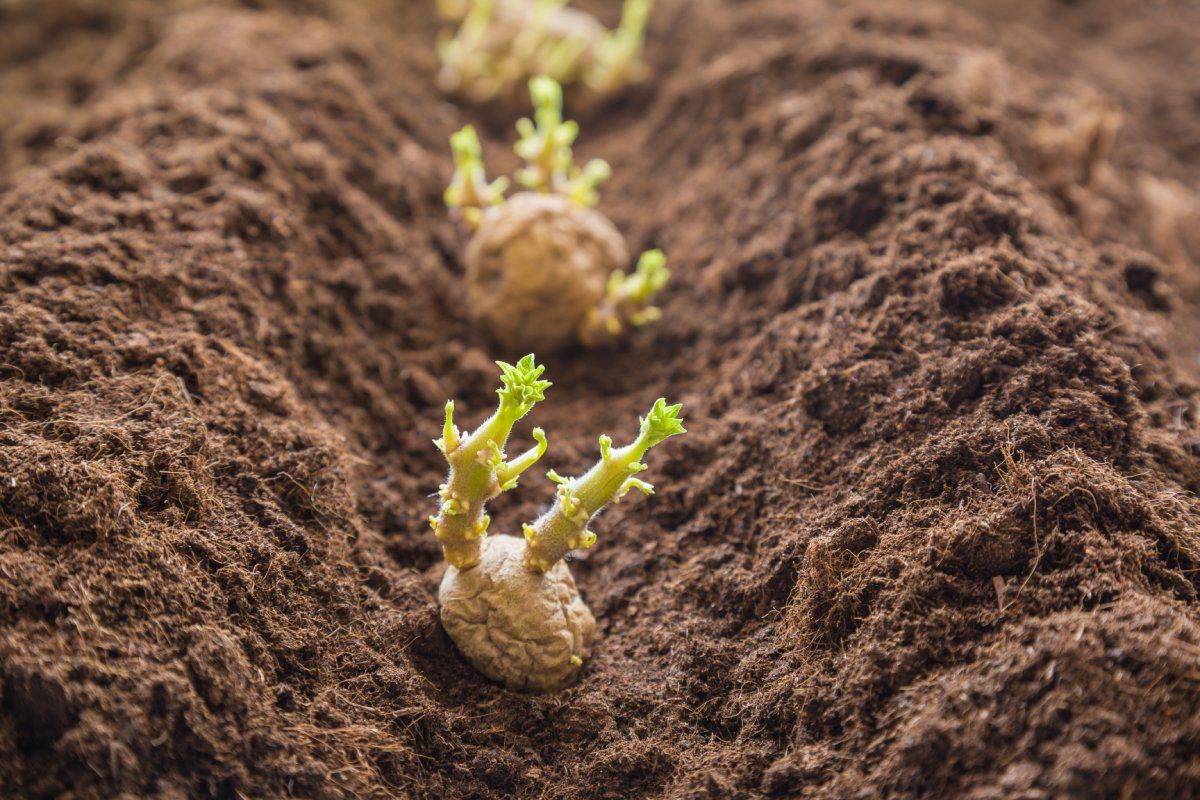 Ha már 4-5 centi körül vannak a csírák, akkor következhet az ültetés! / Fotó: Shutterstock