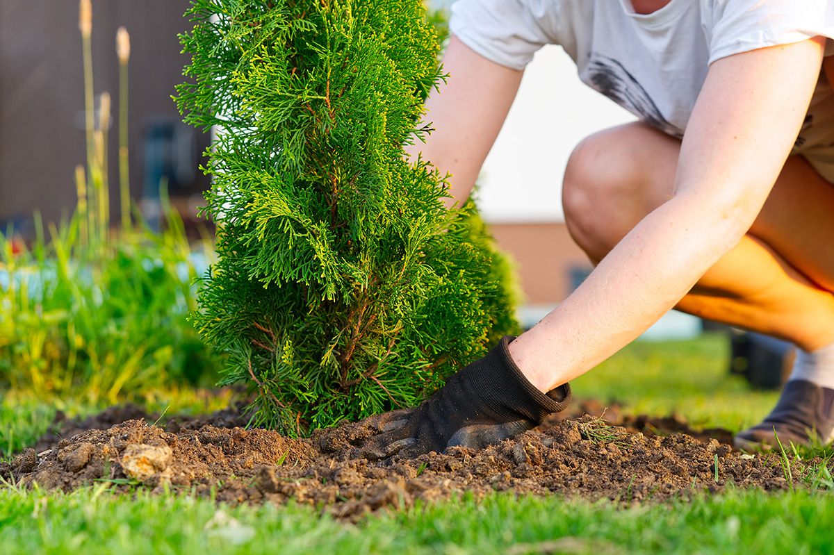 Az otthon nevelgetett növényeink is megmérgezhetnek /Fotó: Shutterstock