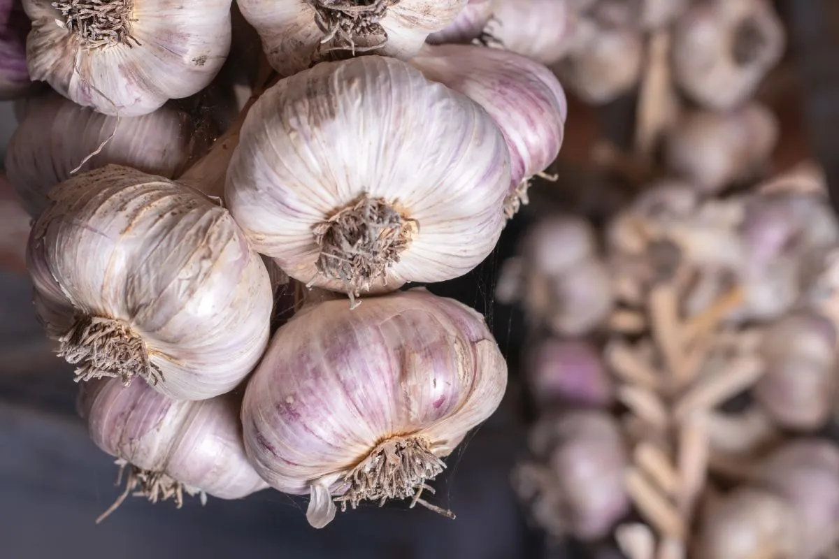 A friss fokhagymát szellős helyen tároljuk / Fotó: Shutterstock