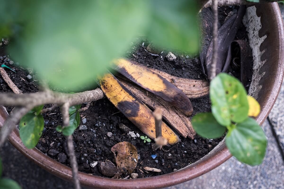 Ne dobjuk ki a banánhéjat, a növények hálásak lesznek érte /Fotó: Shutterstock