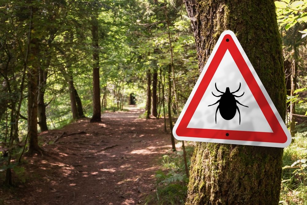 A Lyme-kór hordozói lehetnek kisebb rágcsálók, vad-, házi- és haszonállatok, de még az ember is (Fotó: Shutterstock)