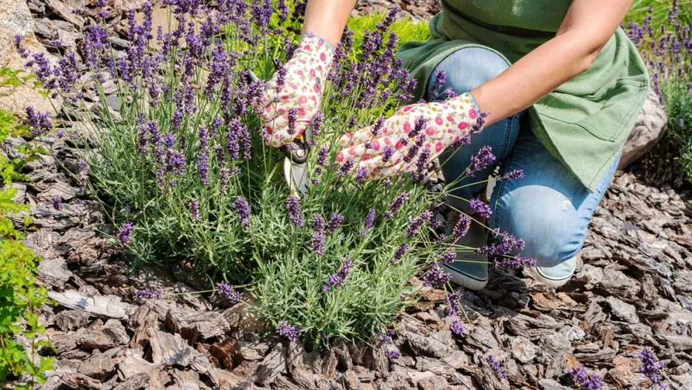 A levendula az egyik kedvenc szárazságtűrő növényünk. / Fotó: Shutterstock