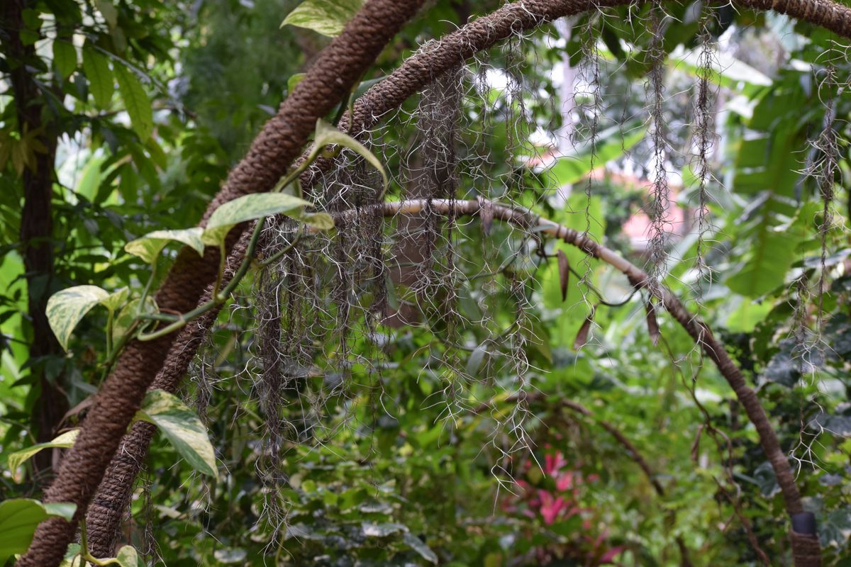 Fűszerkert Sri Lanka hegyvidékén. 