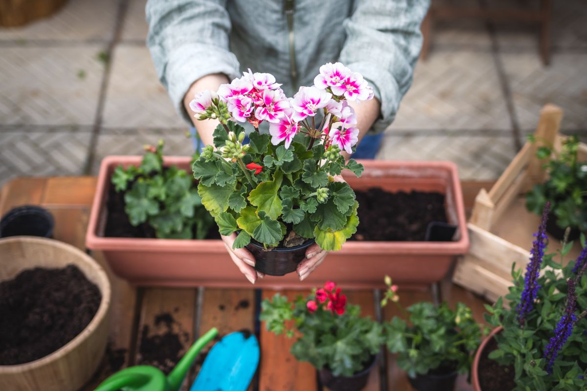 A muskátlitöveket úgy is teleltethetjük, hogy friss földbe ültetjük őket egy ládában vagy edényben (Fotó: Shutterstock)