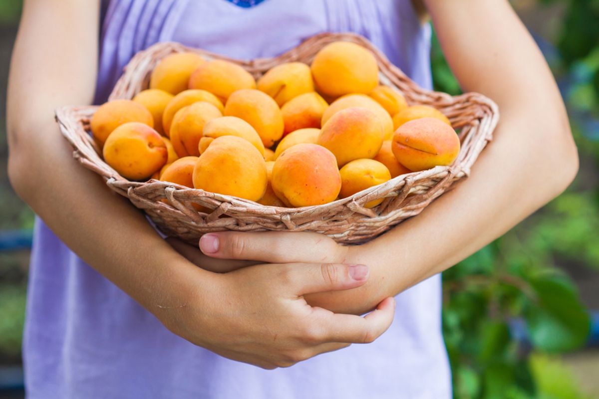 Inkább több kisebb edénnyel készüljünk, hogy a leszedett gyümölcsök ne sérüljenek meg a saját súlyuktól (Fotó: Shutterstock)