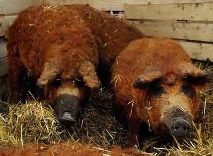 Vörös mangalica